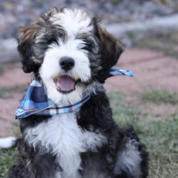 Bernedoodle and Bernese Mountain Dog Puppies from Mercy Mountain Doodles