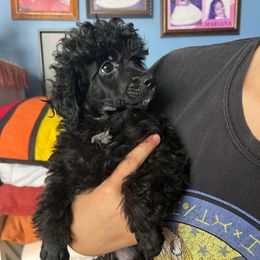Midnight - Black male Poodle puppy in Winter Haven, Florida from Herdez’s Poodles