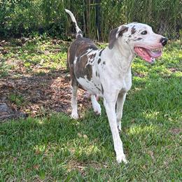 Ducky - Great Dane