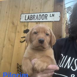 Pilgrim - Yellow male Labrador Retriever puppy in Tigard, Oregon from Morrison Labrador Retreivers