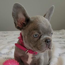 French Bulldogs from JJK9FRENCHBULLIES