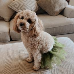 Bernedoodle, Goldendoodle, and Poodle All Grown Up from Kingdom Kennels