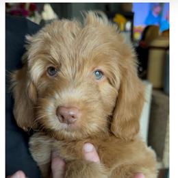 Toadette - Red  female Goldendoodle puppy in Tucson, Arizona from Adored Poodle & Doodles