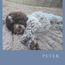 Boy 4 - Brown roan male Lagotto Romagnolo puppy in Salida, California from Harper's Lagotti
