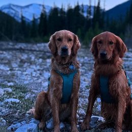 Golden Retrievers from Summit Canine Breeding