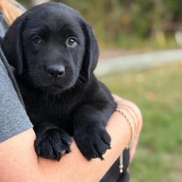 Glory - Black female Labrador Retriever puppy in Archer Lodge, North Carolina from Archer Lodge Labradors