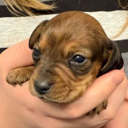Shaded red - Red male Dachshund puppy in Ft Dodge, Iowa from Secret Reality