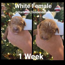 White - Red  female Goldendoodle puppy in Upland, California from Hartman Goldendoodles