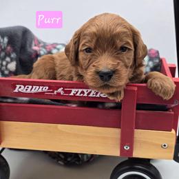 Purr - Red  female Goldendoodle puppy in Neillsville, Wisconsin from Granton Creek