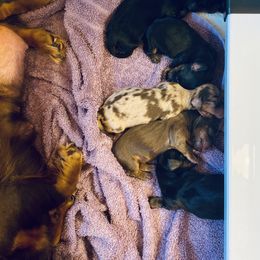 Dachshund Puppies from M&M’s Mini Dachshunds