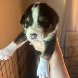 Boy 1 - Black, white and red male Greater Swiss Mountain Dog puppy in Lower Burrell, Pennsylvania from Polyanna’s GSMD