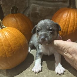 Bonnie - Blue and white female Teddy Roosevelt Terrier puppy in Cumming, Georgia from Barnett’s Rambling Terriers