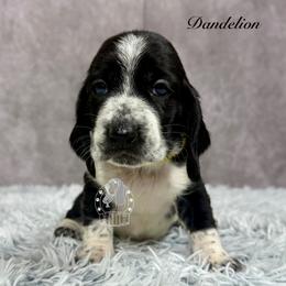 Dandelion - Black and white female Basset Hound puppy in Dingess, West Virginia from Tuckers' Howling Hounds