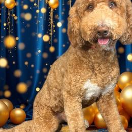 Goldendoodles from Doodle Dreams