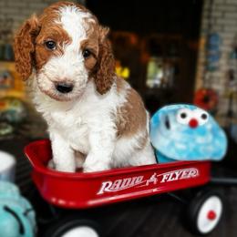 Blue Collar Male - Parti male Goldendoodle puppy in Eunice, Louisiana from Maison De Pawz