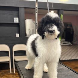 Boy 1 - Parti Poodle puppy in Carrollton, Georgia from Kelley’s Poodle Patch