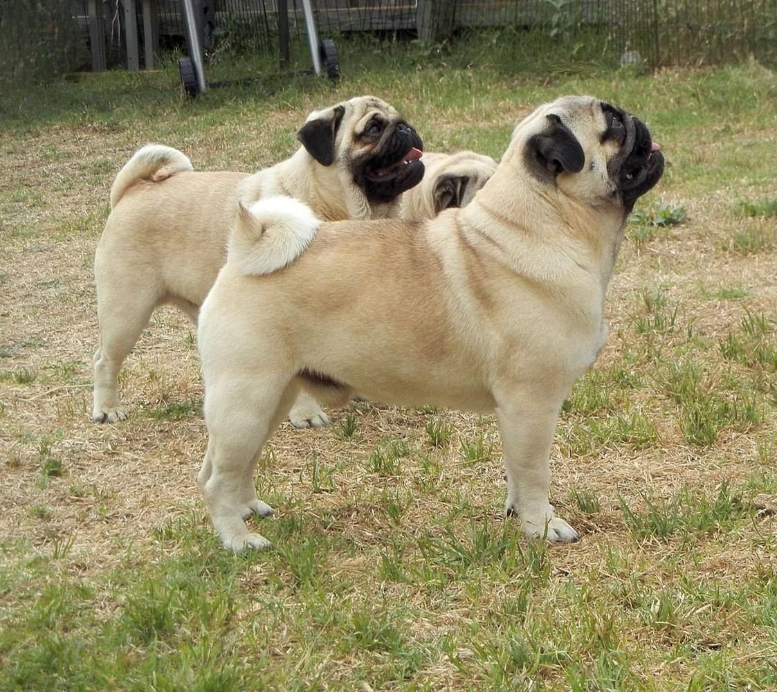 3 Pugs adultos fulvos de perfil