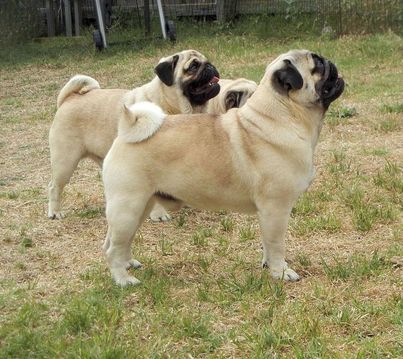 3 fawn adult Pug side profiles