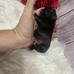 Boy 1 - Sable and white male Shih Tzu puppy in Tenino, Washington from Fantasy Realm Shih Tzus