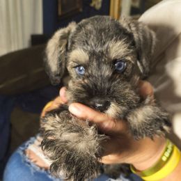 Albert - Salt and pepper male Miniature Schnauzer puppy in Panama City, Florida from Emerald Coast Schnauzers
