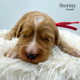 Stormy - Apricot female Goldendoodle puppy in Sunman, Indiana from Brunsman Country Doodles LLC
