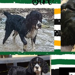 Tuff - English Springer Spaniel