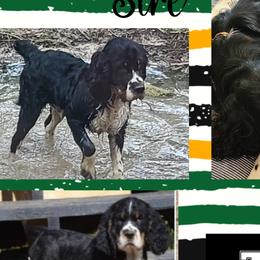 Tuff - English Springer Spaniel
