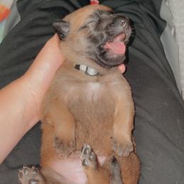 Belgian Malinois Puppies from Pyrex Kennels