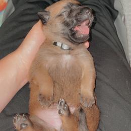 Belgian Malinois Puppies from Pyrex Kennels