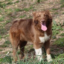 Pearl - Australian Shepherd