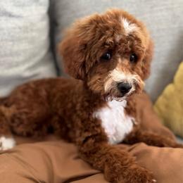 Ginger (Available for Guardian Home) - Red  female Poodle puppy in Hemet, California from Vallevistadoodles