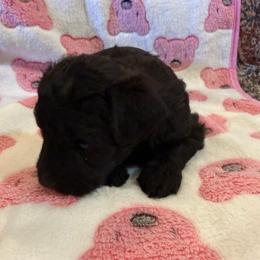 Girl 2 - Black female Bordoodle puppy in Churchill County Fallon, Nevada from Card Family Ranch