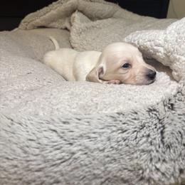 Winnie - Cream male Dachshund puppy in Vancouver, Washington from Cascade Minis
