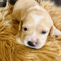 Daisy - Buff and white female Cocker Spaniel puppy in Santa Ana, California from American Cocker Spaniel
