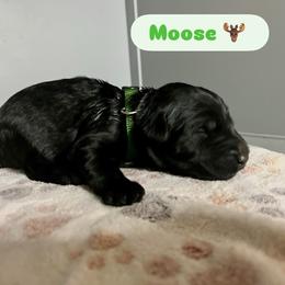 Giant Schnauzer puppies from Schnauzer Paw Homestead