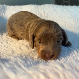 Tortellini - Fawn (isabella) and tan female Dachshund puppy in Scottdale, Pennsylvania from Our Sweet Dachshund Farm