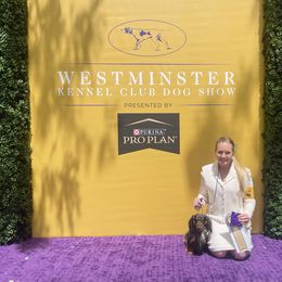 Dachshund All Grown Up from PriMar Miniature Longhaired Dachshunds