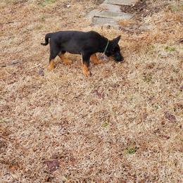 German Shepherd and Goldendoodle Puppies from The Greyline Dogs