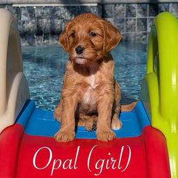 Opal - Red  female Goldendoodle puppy in Beverly Hills, Florida from Bundle of Joy Doodles