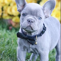 Lou - French Bulldog