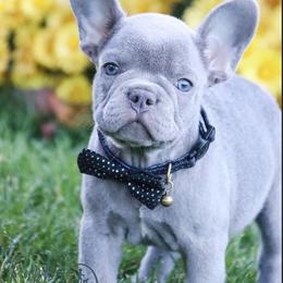 Lou - French Bulldog