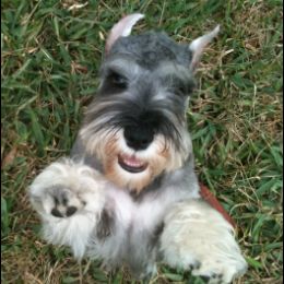Miniature Schnauzers from Lakeside Schnauzers