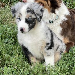 Australian Shepherd Puppies from 303 Aussies