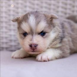 Saja - Merle male Pomsky puppy in Sumter, South Carolina from Emerald Skies Pomskies