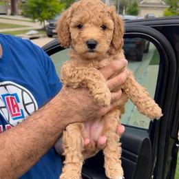 Blondie - Apricot female Goldendoodle puppy in Richmond, Texas from Harper’s Heartbeats