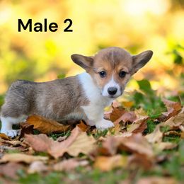 Male 2 - Red male Pembroke Welsh Corgi puppy in Tennessee from Grindstaff Corgis