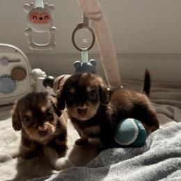 Sawyer - Chocolate and cream male Dachshund puppy in San Diego, California from Enchanted little dachshunds