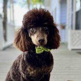 Mark - Poodle