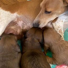Dachshunds from Chrissys