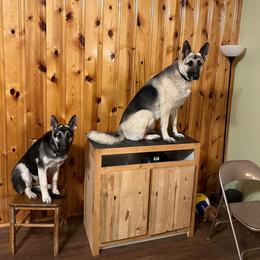 German Shepherd All Grown Up from Legacy German Shepherds